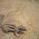 Barbary Ground Squirrel