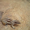 Barbary Ground Squirrel