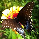 American Swallow Tail (female)