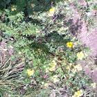 Shrubby Cinquefoil