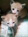 Regalo Hermosos Gatitos De 1 Mes Hembra Y Macho
