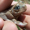 Spadefoot