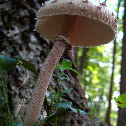 Parasol mushroom