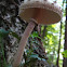 Parasol mushroom