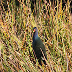 American Purple Gallinule