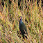 American Purple Gallinule