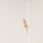 uncertain gecko