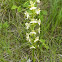 Greater Butterfly orchid