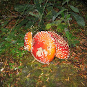 Fly Amanita