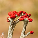 British Soldiers Lichen