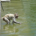 Rhesus macaque