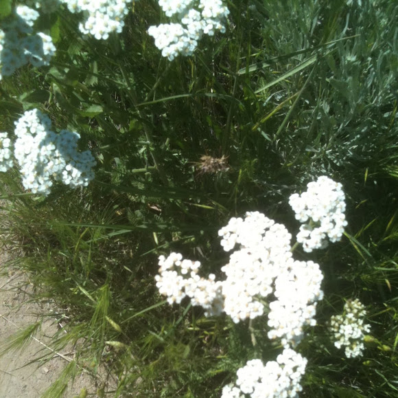 Spotting Image 1