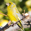 Greenfinch