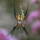 Garden Spider