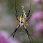 Garden Spider