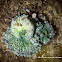 Corallimorph Decorator Crab