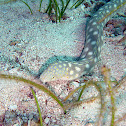 Sharptail Snake Eel
