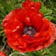 Mohn