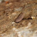 Snail