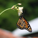 Monarch 