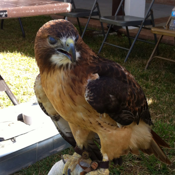 Red-tailed hawk | Project Noah