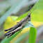 grasshopper