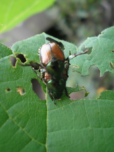 Spotting Image 1