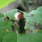 Japanese beetle