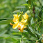 Senna