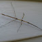 Phasmatodea