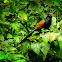 The Greater Coucal or Crow Pheasant