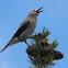 Clark's Nutcracker