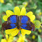 Glorious Blue-Skipper