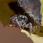 jumping spider