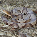 Northern Copperhead