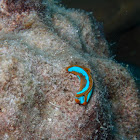 Nudi