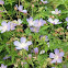 Geranium