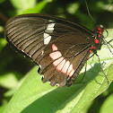 Iphidamas Cattleheart