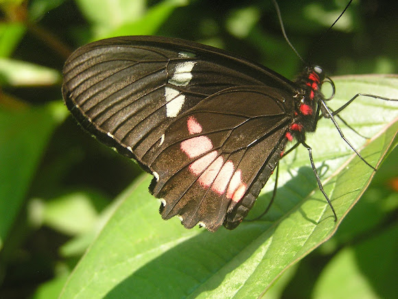Spotting Image 1