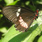 Iphidamas Cattleheart