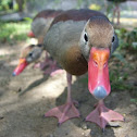 Black-bellied Whistling-Duck