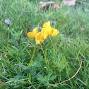 Bird’s Foot Trefoil
