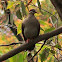 Common Bronzewing