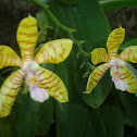 The Striped Flower Phalaenopsis