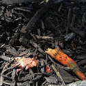 Elegant stinkhorn