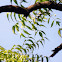 Neem