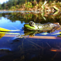 Bullfrog