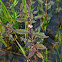 Northern Bugleweed