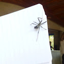 Wheel bug (nymph)