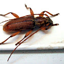 Unknown Bug